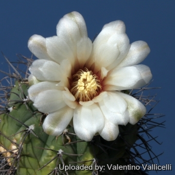 9335 valentino Valentino Vallicelli