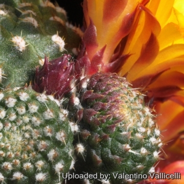 17878 valentino Valentino Vallicelli