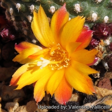 17879 valentino Valentino Vallicelli