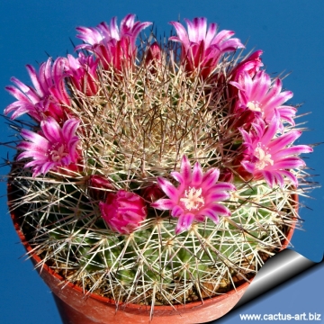 7330 cactus-art Cactus Art
