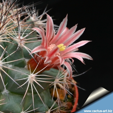 7334 cactus-art Cactus Art