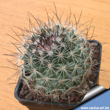 11902 cactus-art Cactus Art