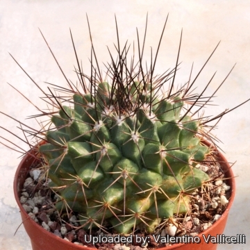 26485 valentino Valentino Vallicelli