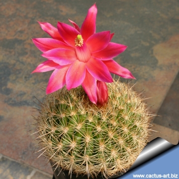 7371 cactus-art Cactus Art
