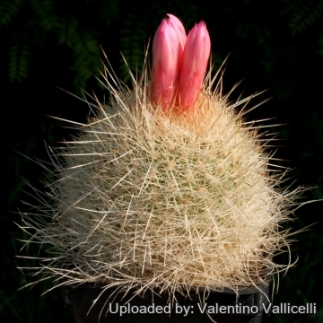 7372 valentino Valentino Vallicelli