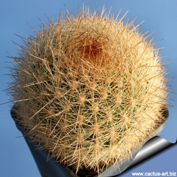 7373 cactus-art Cactus Art