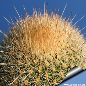 7374 cactus-art Cactus Art