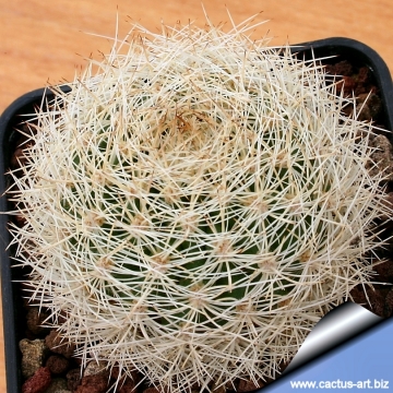 7375 cactus-art Cactus Art