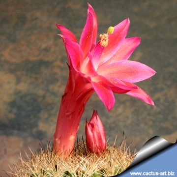 7376 cactus-art Cactus Art