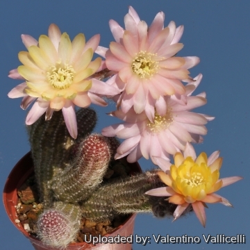 7446 valentino Valentino Vallicelli