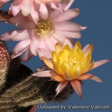 7447 valentino Valentino Vallicelli