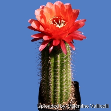 7456 valentino Valentino Vallicelli