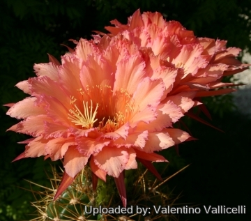 13938 valentino Valentino Vallicelli