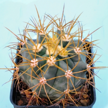 13329 cactus-art Cactus Art