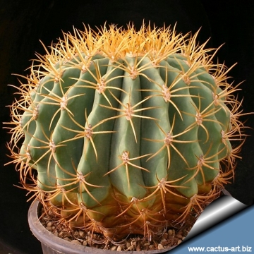 13330 cactus-art Cactus Art