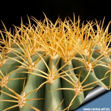 13332 cactus-art Cactus Art