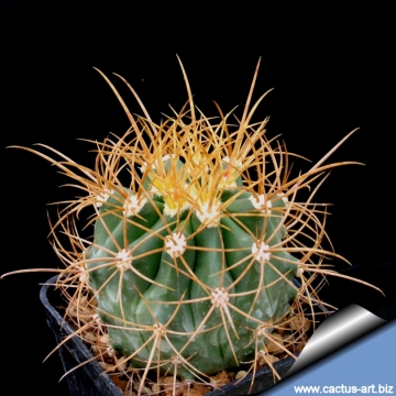 13333 cactus-art Cactus Art