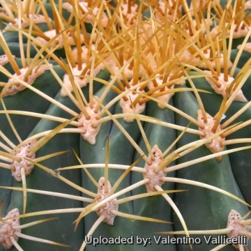 13334 valentino Valentino Vallicelli