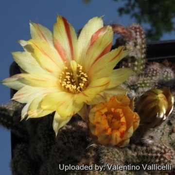 7927 valentino Valentino Vallicelli