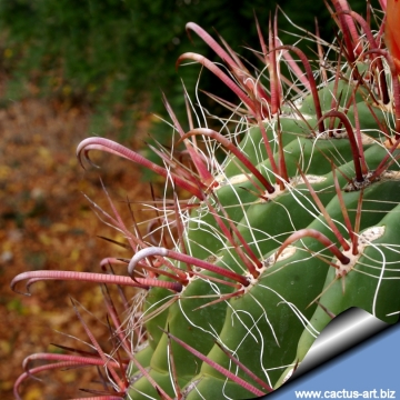 13226 cactus-art Cactus Art