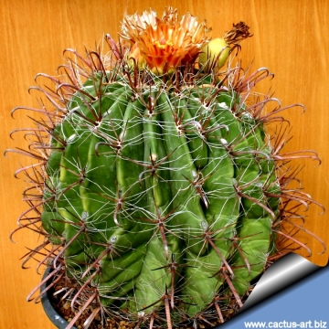 13228 cactus-art Cactus Art
