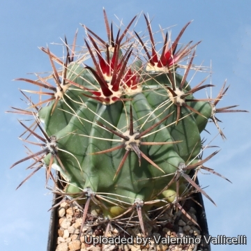 7654 valentino Valentino Vallicelli