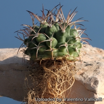 16795 valentino Valentino Vallicelli