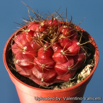 7693 valentino Valentino Vallicelli