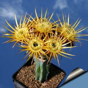 7710 cactus-art Cactus Art