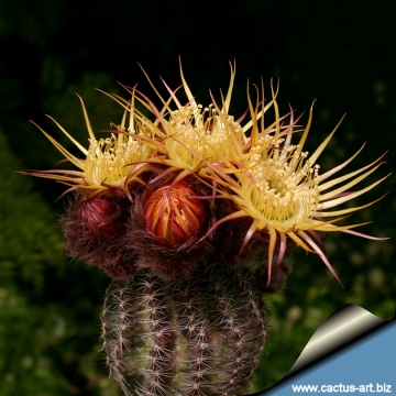 7714 cactus-art Cactus Art