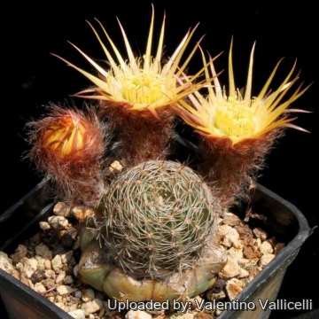 7806 valentino Valentino Vallicelli