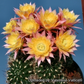 13847 valentino Valentino Vallicelli