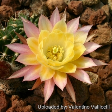 13849 valentino Valentino Vallicelli