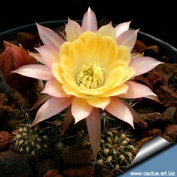 13855 cactus-art Cactus Art