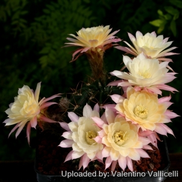 13915 valentino Valentino Vallicelli