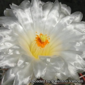 7833 valentino Valentino Vallicelli