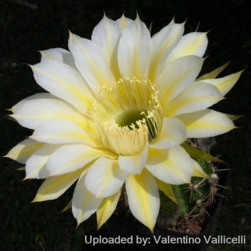 7842 valentino Valentino Vallicelli