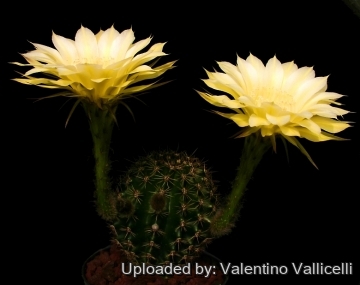7846 valentino Valentino Vallicelli