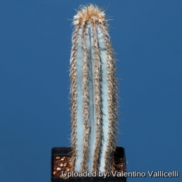 16504 valentino Valentino Vallicelli
