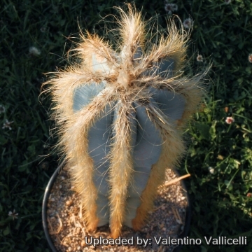 7859 valentino Valentino Vallicelli