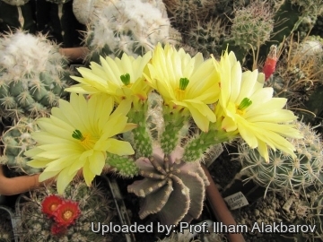 22314 Ilham Prof. Ilham Alakbarov