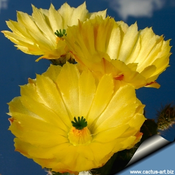 7931 cactus-art Cactus Art