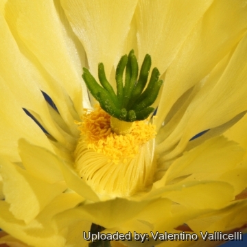 7939 valentino Valentino Vallicelli