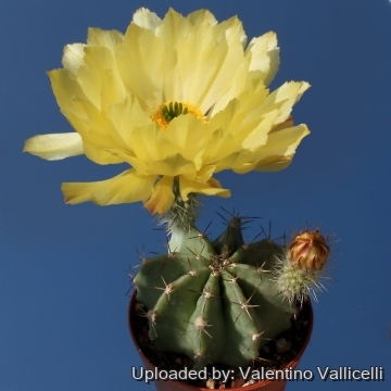 7941 valentino Valentino Vallicelli