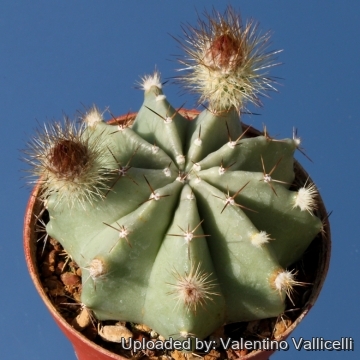 7942 valentino Valentino Vallicelli