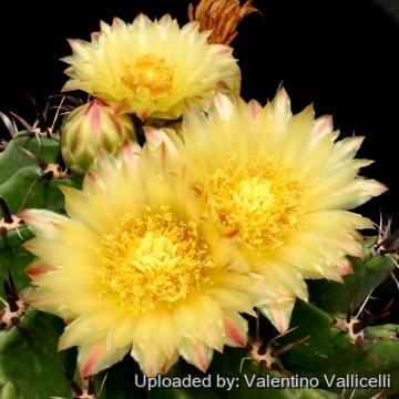 7954 valentino Valentino Vallicelli
