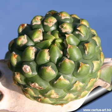 7960 cactus-art Cactus Art
