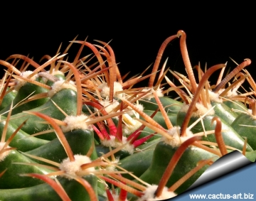 7969 cactus-art Cactus Art