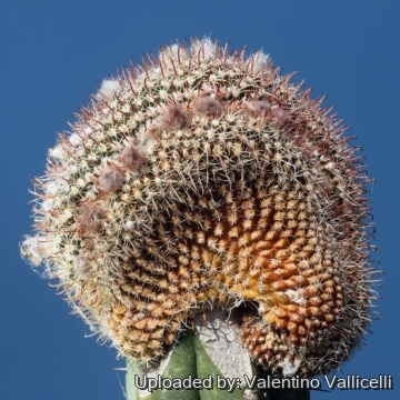 16524 valentino Valentino Vallicelli