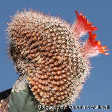 7984 valentino Valentino Vallicelli